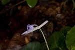 Longspur violet